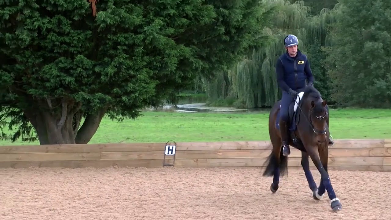 How to train trot transitions on a young horse | Collective Equestrian | Jonny Clarke-West