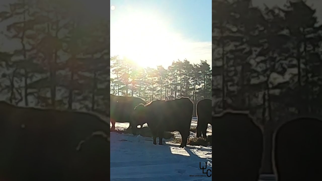 Grazing timelapse #shorts #extendingthegrazingseason #morepasturelessland
