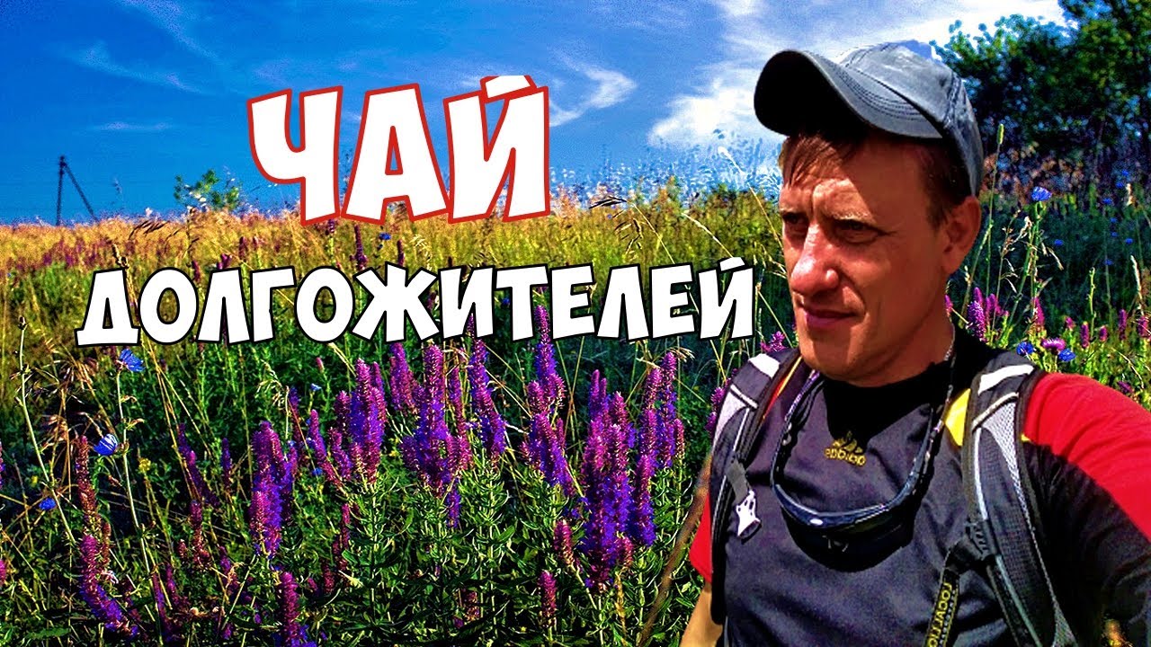 Самый полезный чай из трав для мужчин, женщин и детей!  Почему женщинам полезно пить чай из шалфея?