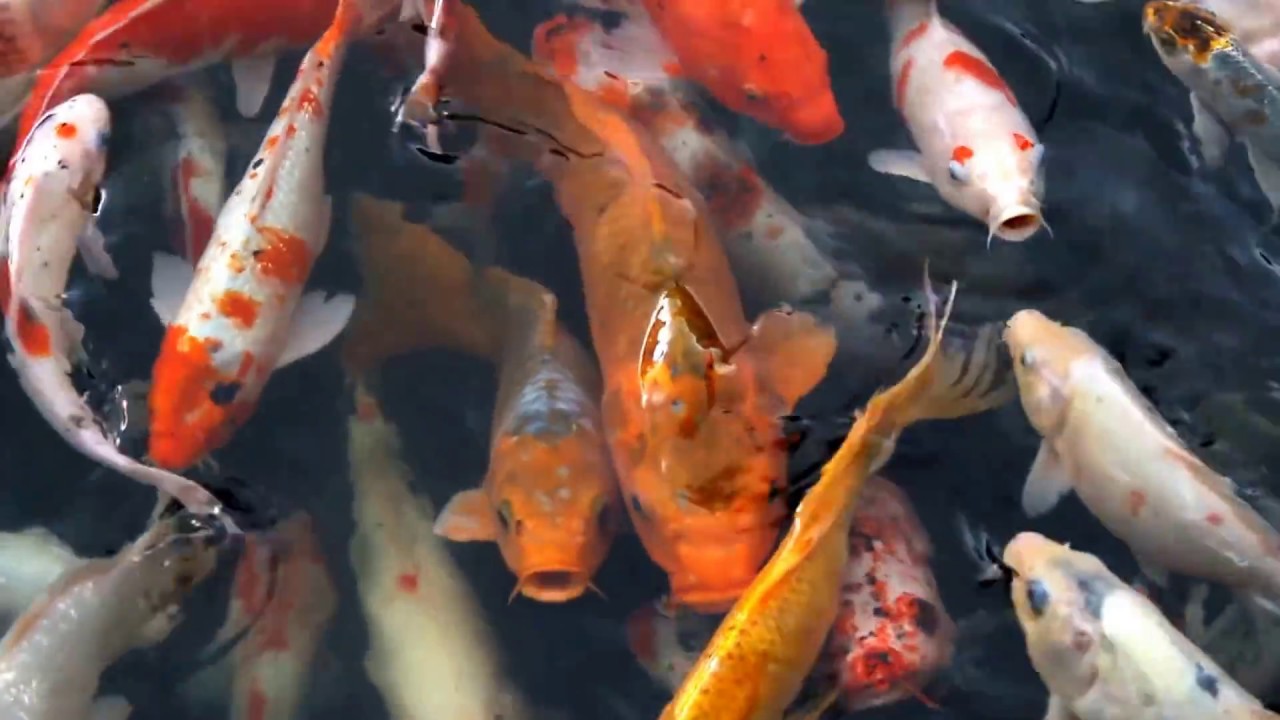 Koi Fish Swimming In A Pond, No. 2