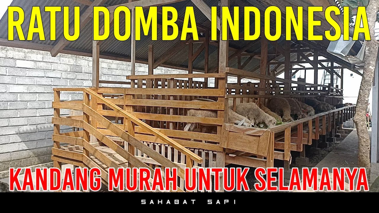 KANDANG DOMBA KOLONI MURAH RATU DOMBA INDONESIA