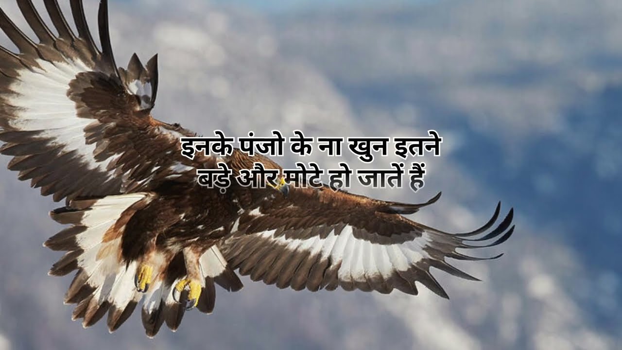 बाज अपनी चोच को क्यों टोड़ता है जान कार हैरान हो जायेगें 😡😯 #यूट्यूब #motivational #facts #फैक्ट्स 