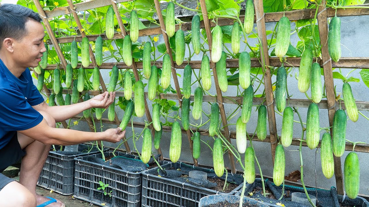 Surely you don't know how to grow these cucumbers, each plant yields 10kg