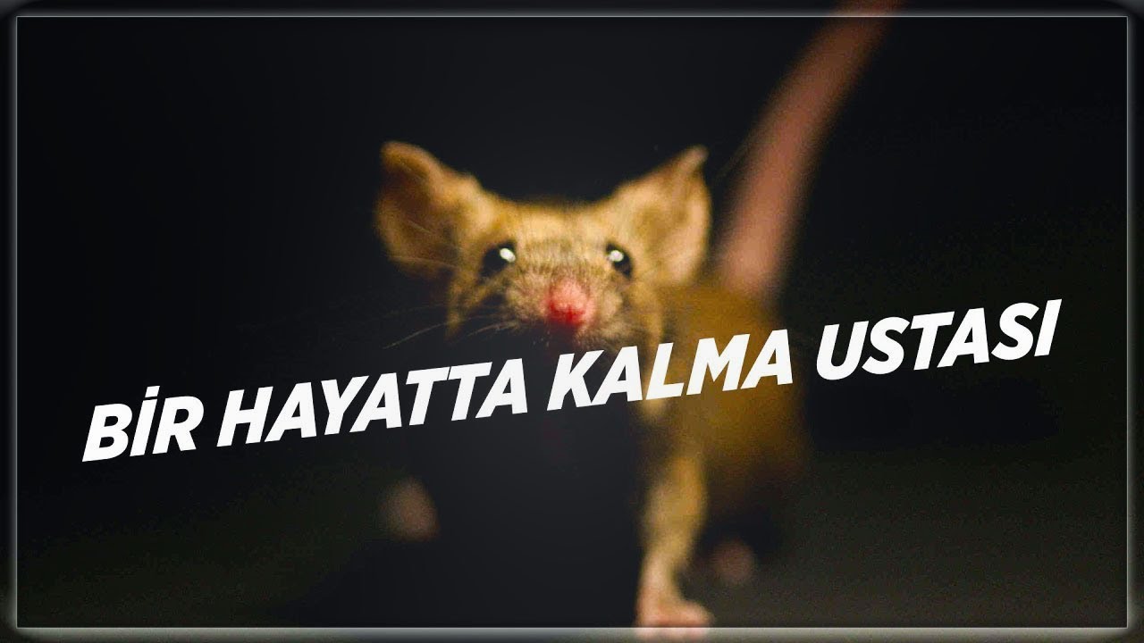 Bir Hayatta Kalma Ustası