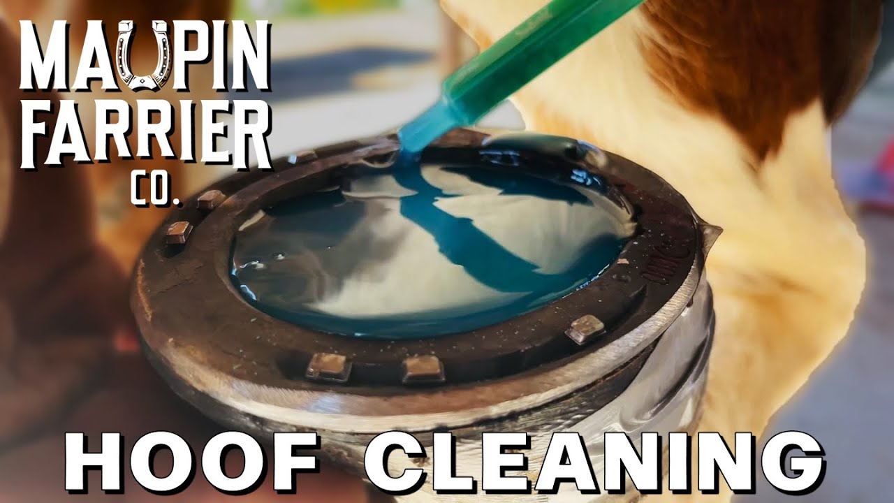 Corrective Horse Shoe [Farrier ASMR Hoof Restoration]