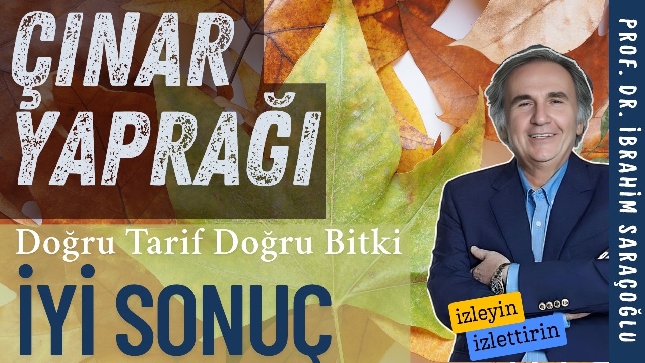 ÇINAR YAPRAĞI NE ZAMAN TOPLANMALI NASIL KULLANILMALI FAYDALARI NELERDİR. #çınaryaprağı #