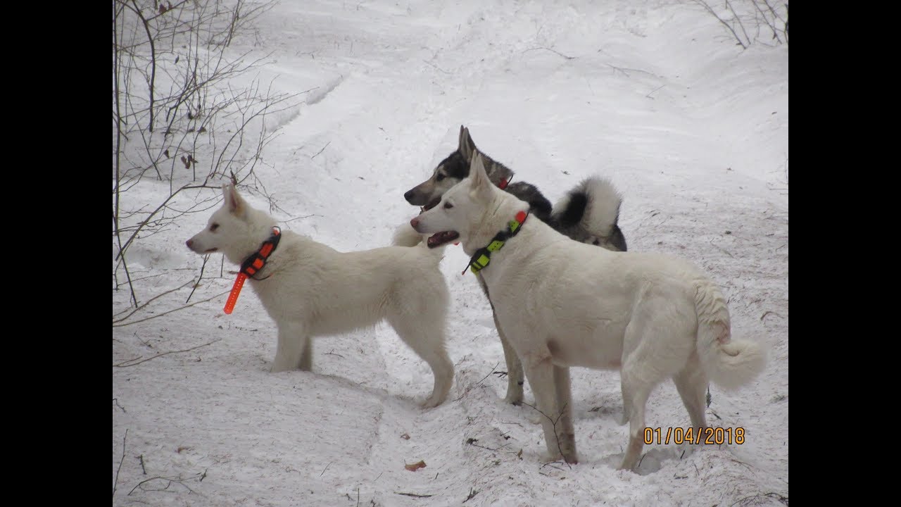 Соболь/Лайма/Злата/В Лесу/