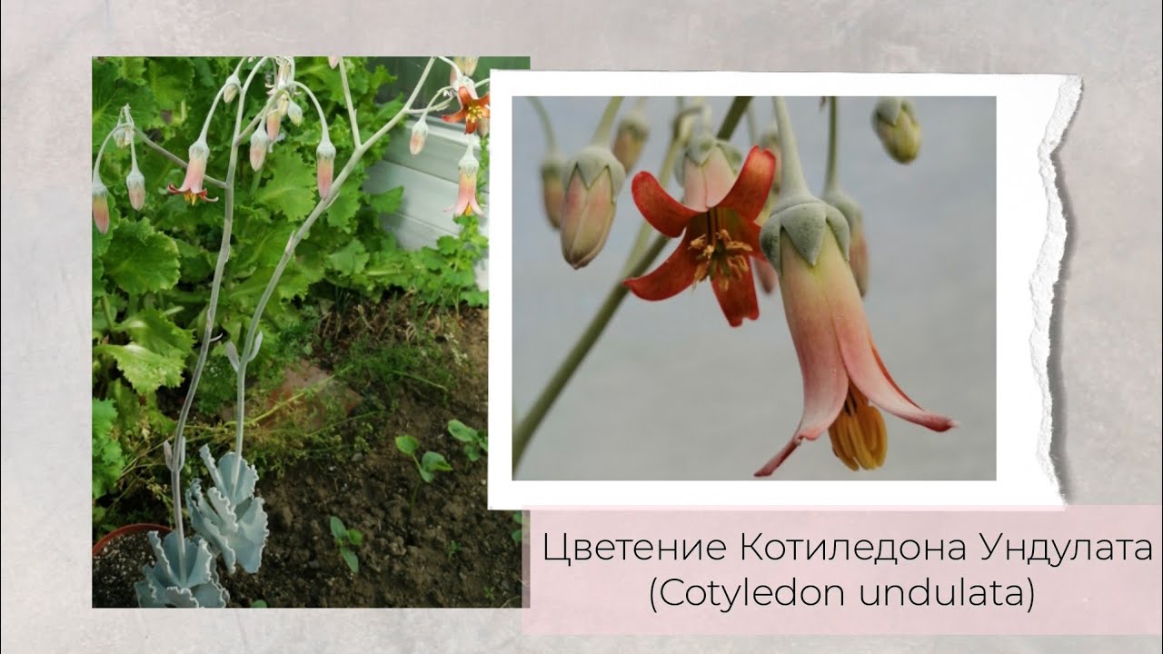 Цветение Котиледона Ундулата (Cotyledon undulata)