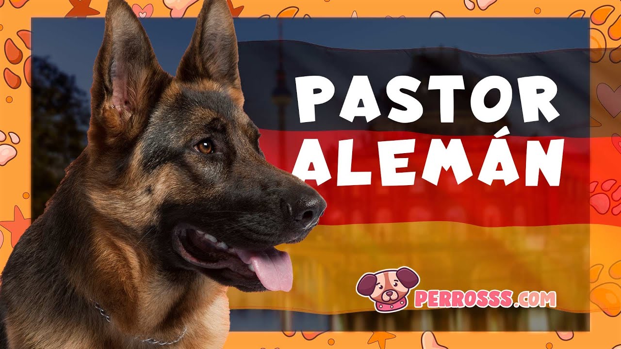 Pastor Alemán: Origen, Cuidados y Todo lo que Debes Saber | Guía Completa de Perrosss.com