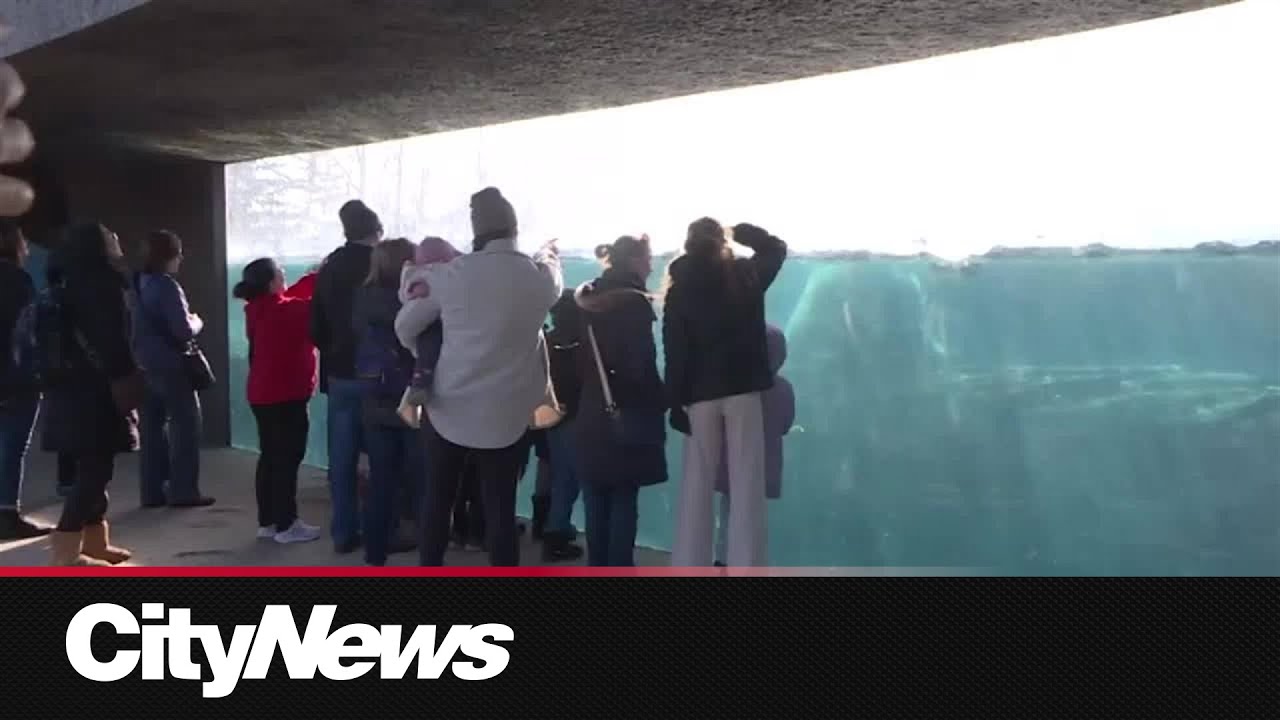 В Калгарийском зоопарке появился новый белый медведь.