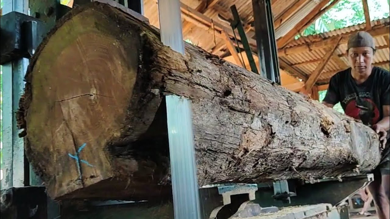 Processing young teak wood in a sawmill 