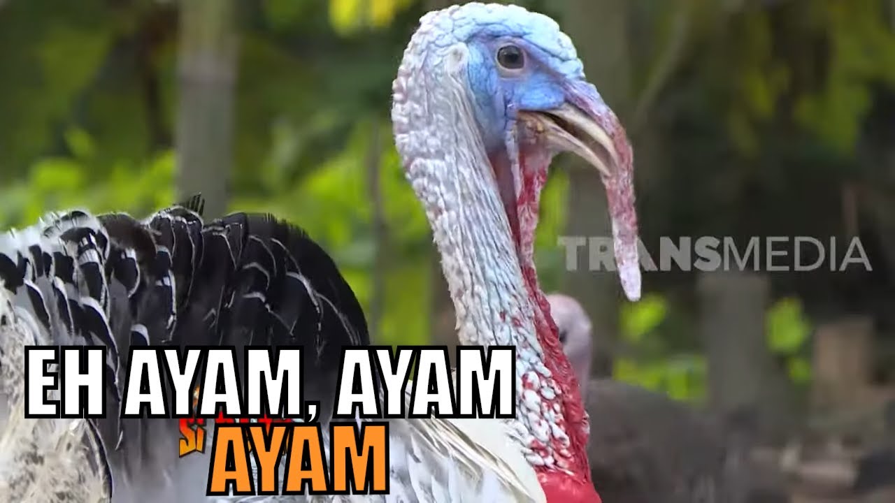 Kalkun Unggas Bongsor Yang Latahan | SI OTAN (16/04/20)
