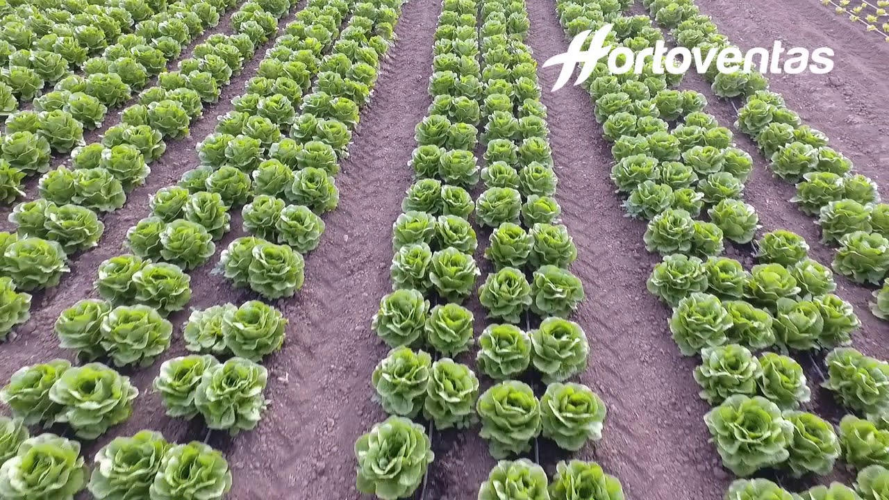 HORTOVENTAS Hortalizas del Llano de Zafarraya