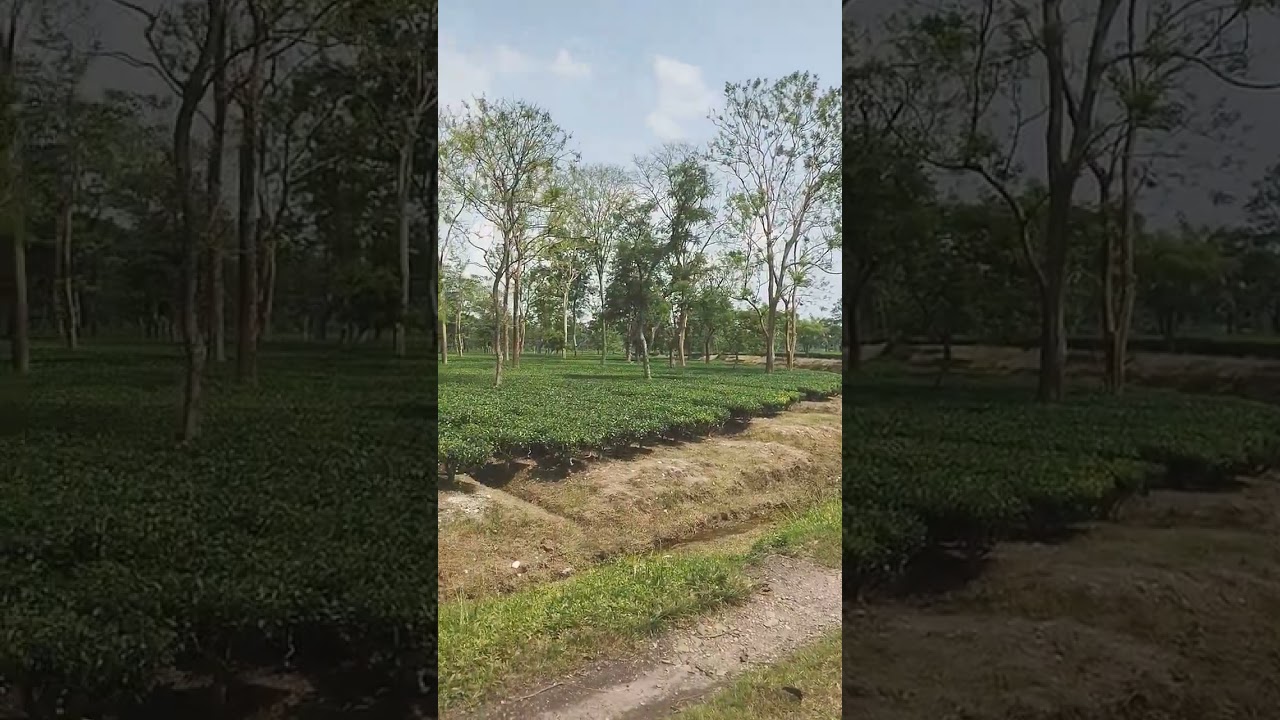 Doomni Tea Garden