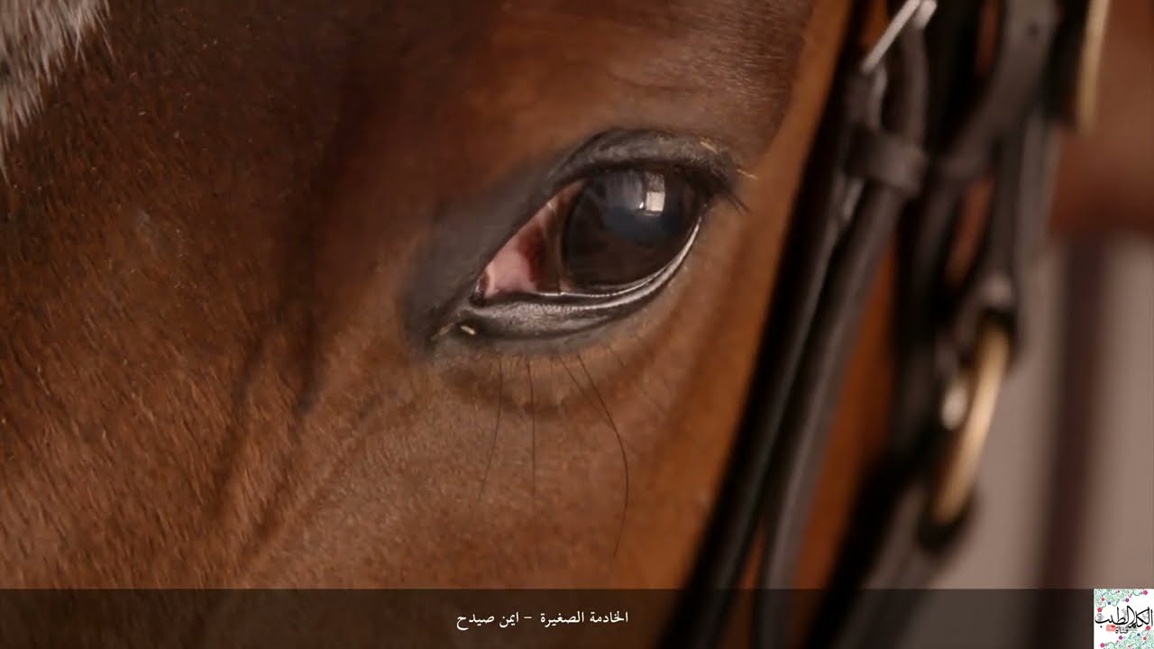 الخادمة الصغيرة - الشيخ أيمن صيدح
