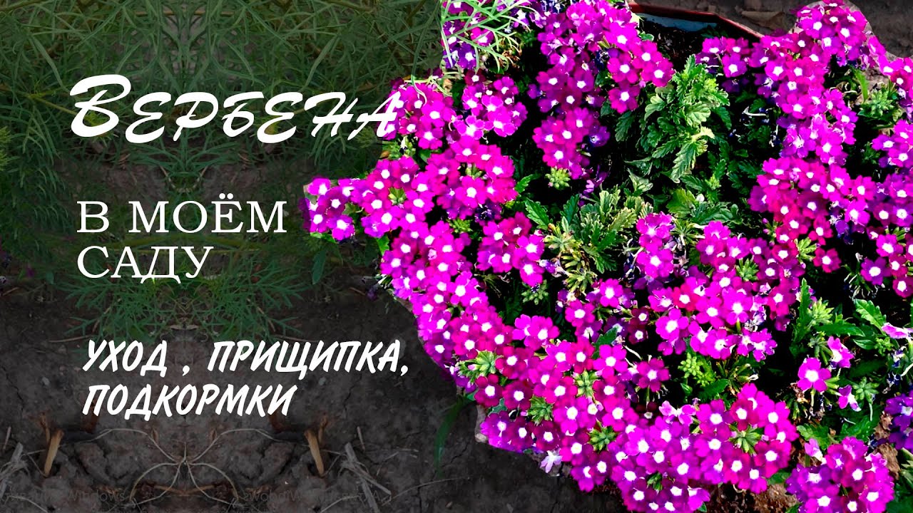 Вербена. Секрет пышного цветения