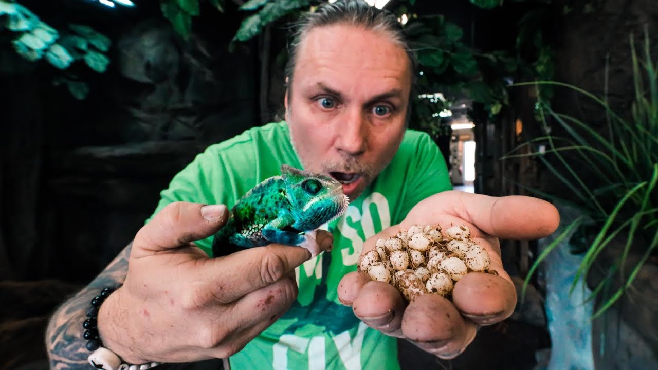 MY CHAMELEON LAID 57 EGGS!!! Reptile Zoo Build DAY #16 | BRIAN BARCZYK