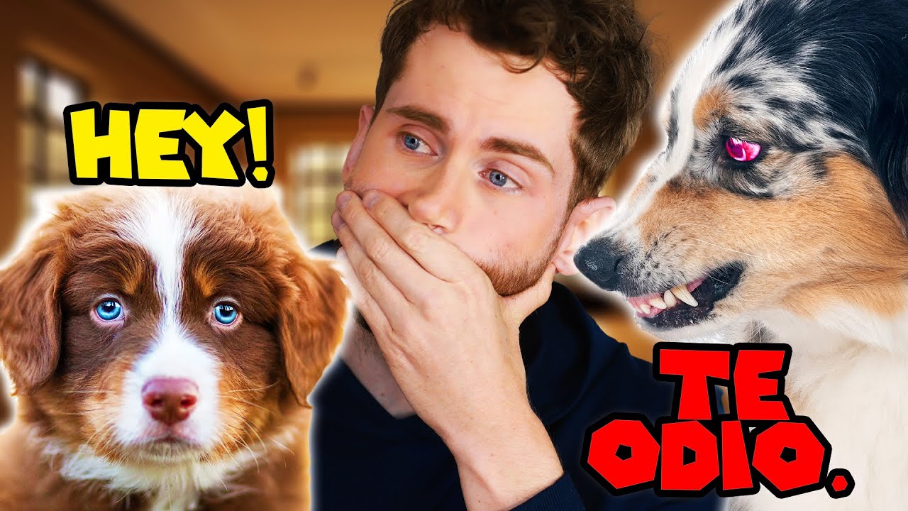 Como introducir un CACHORRO a tu perro adulto! (para que no se odien)