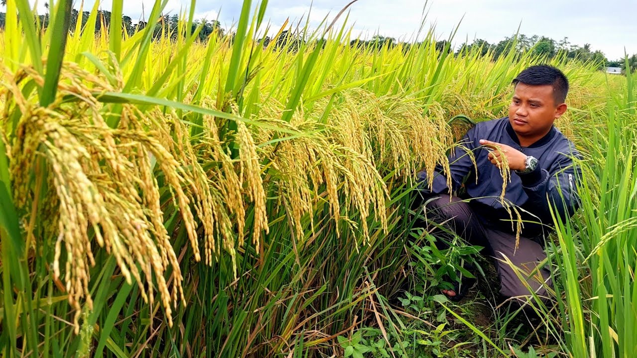 Rice Farming | 6 Expert Tips para Tumaas ang Ani sa Palay