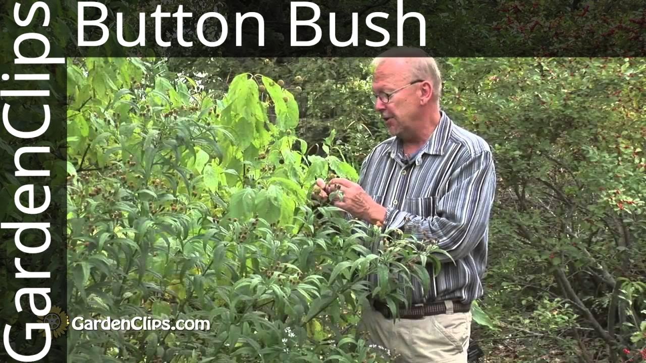 Бутонник западный — Cephalanthus occidentalis — Как выращивать бутонник