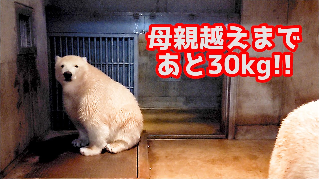 フブキ 体重200kg突破！！