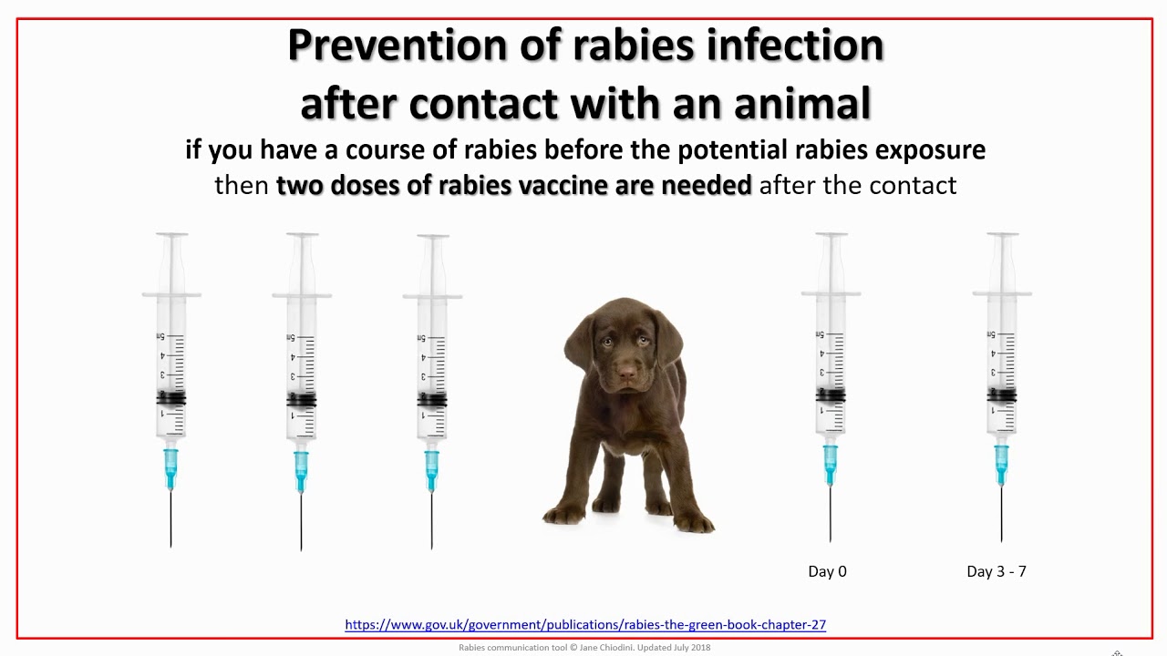 RABIES ADVICE FOR TRAVELLERS