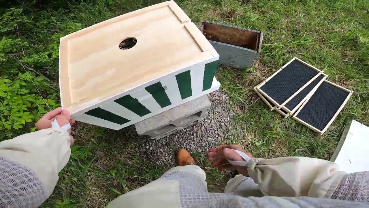 Nuc Colony Transfer 2025 GoPro