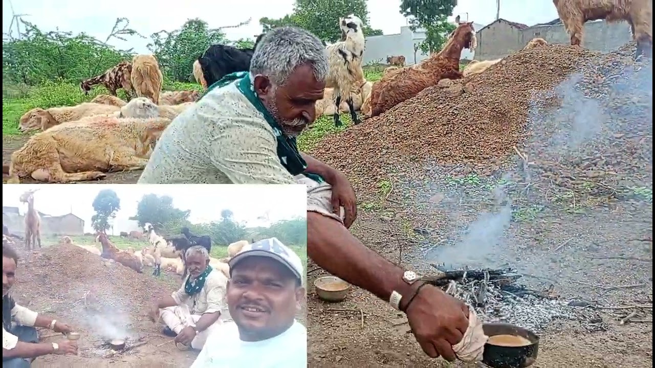 ગુજરાતના માલધારી||gujrat maldhari|| the dignity of the village||