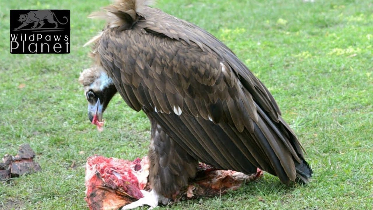 The Majestic Cinereous Vulture: A Closer Look