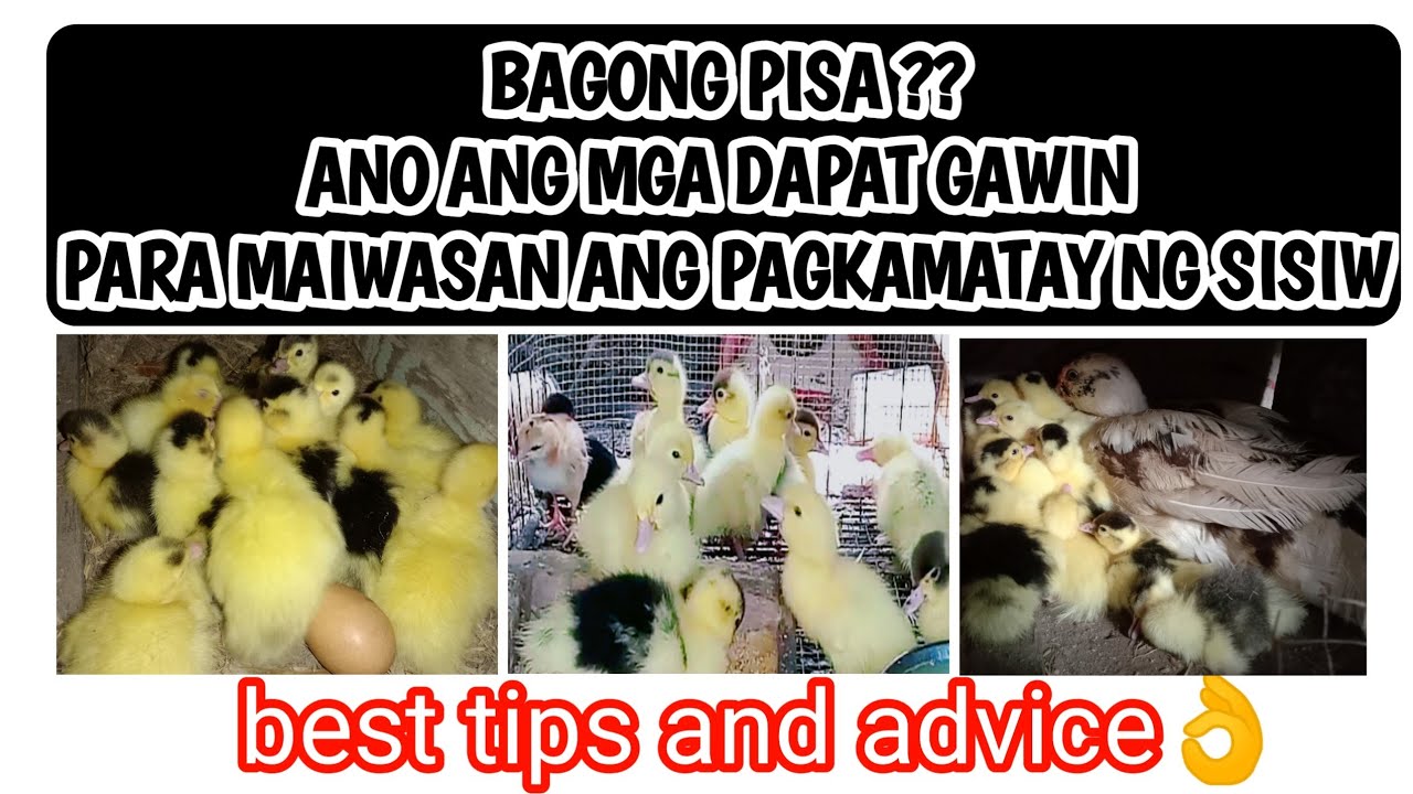 BAGONG PISA NA PATO ANO ANG MGA DAPAT GAWIN