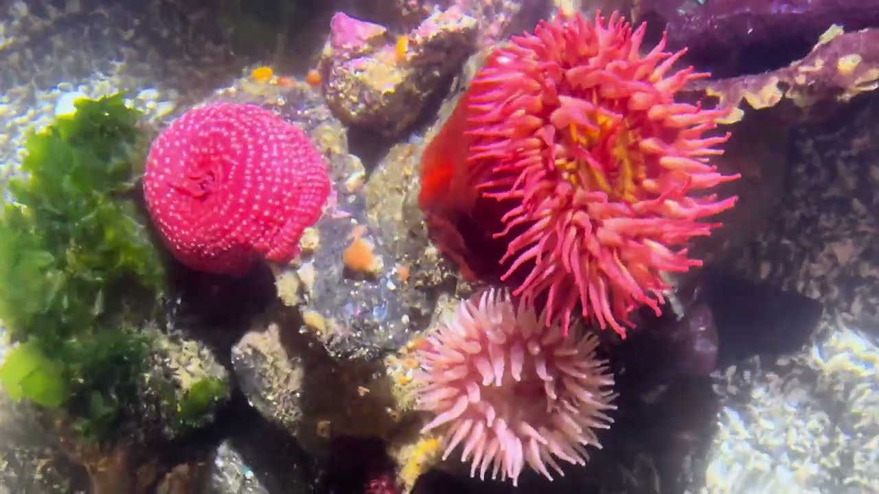 Explore Ucluelet  | Vanlife Friendly Town | Ucluelet Aquarium #vanlife #Uclueletaquarium 