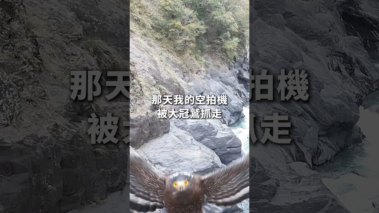 被老鷹抓走的空拍機後續，讚嘆DJI的極速換新服務！An Eagle taken away my Drone , dji care is awesome!