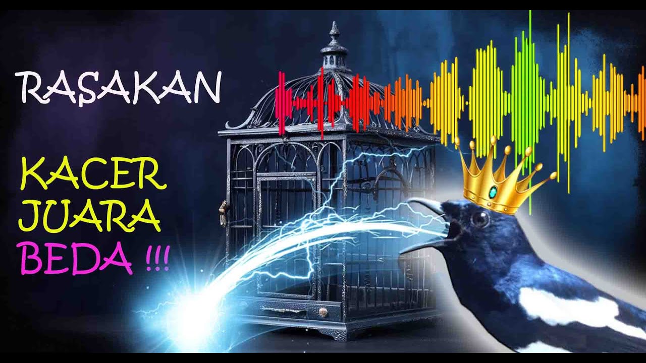 NAH INI BARU Suara Kacer Gacor Juara Mutlak Untuk Masteran Burung Anda ‼️ #MasteranBurung