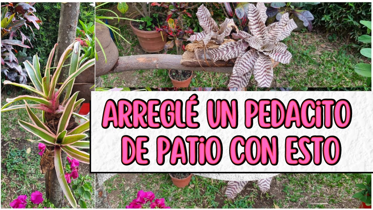 ARREGLÉ UN PEDACITO DE PATIO CON UN TRONCO/Liliana Muñoz