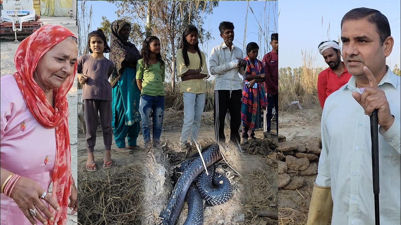 उपलों से निकला कोबरा, बाल-बाल बची महिला///स्नेकमैन सतीश (फफड़ाना)-9255130130