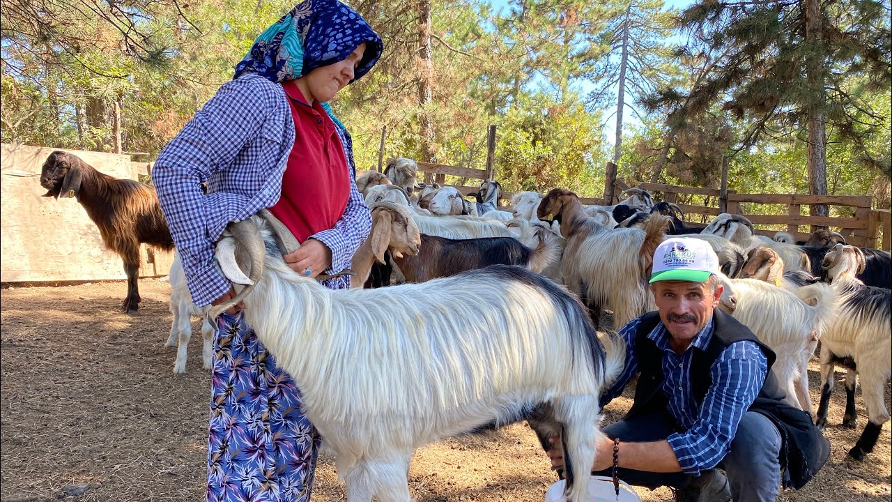 BABA KIZ DAĞDA KEÇİCİLİK YAPIYOR