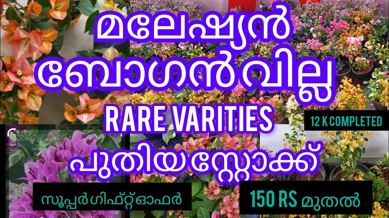 മലേഷ്യൻ ബോഗൻവില്ല അടിപൊളി സെയിൽസ് വീഡിയോ 9746748430 #bougainvilleagarden