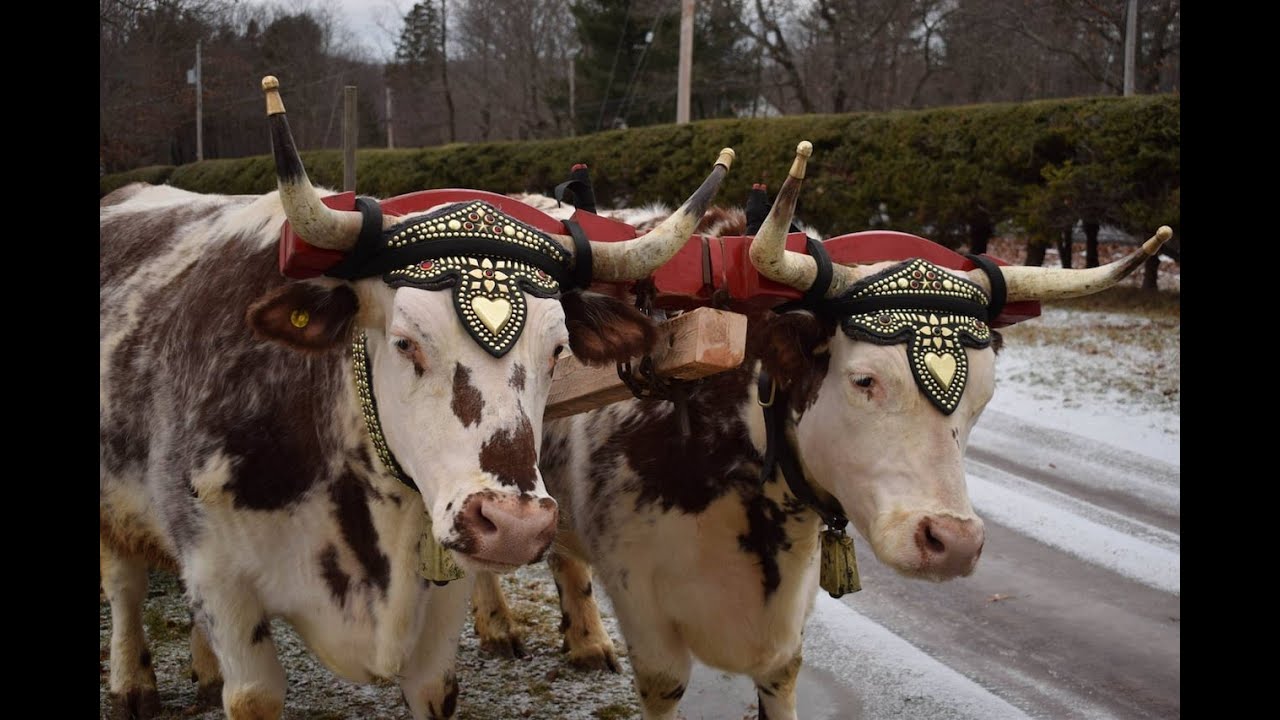 Team Of Oxen Straining Hard To Pull The Weight