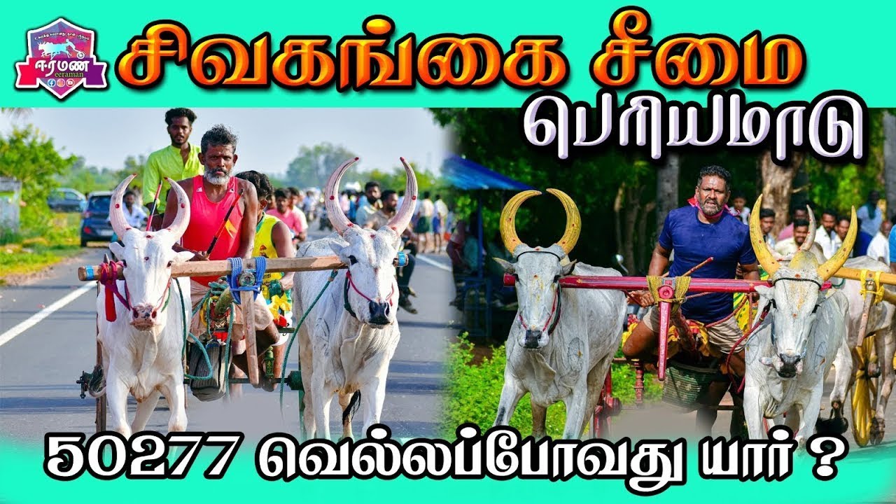 🔴LIVE(நேரலை) | சிவகங்கை சீமை | பெரியமாடு | பந்தயம்