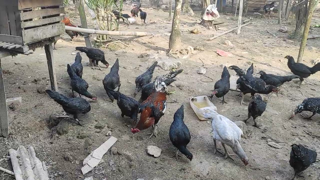 Beginilah Penampakan Ternak Ayam Pak RT. 