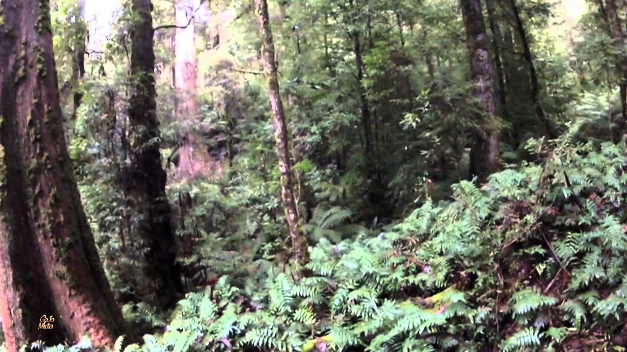 Corciolli - Highlander Ancient Forest