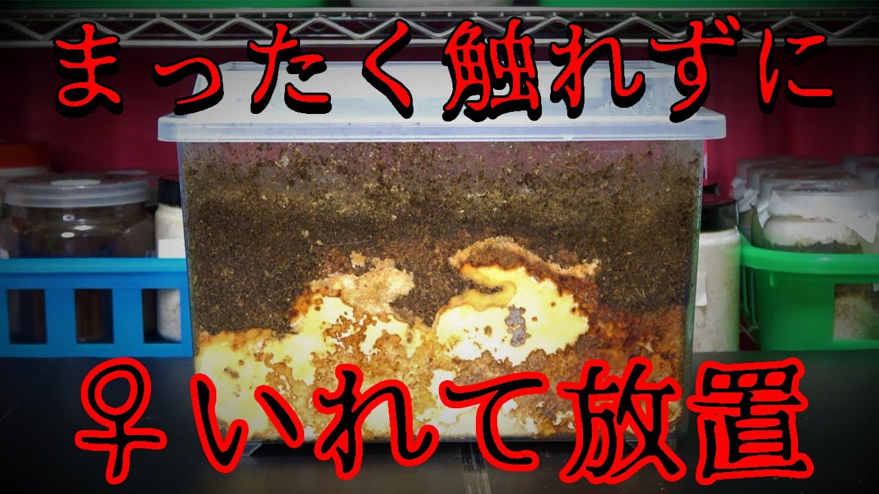 腐らせてからの産卵...究極と言われるオオクワガタ産卵セット本当に産むのか？