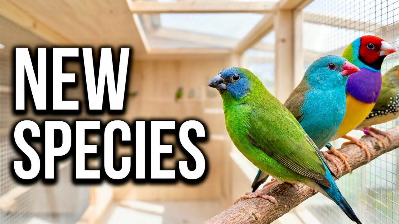 New Birds and Full Bird Room Tour | Finches & Aviary Birds Update