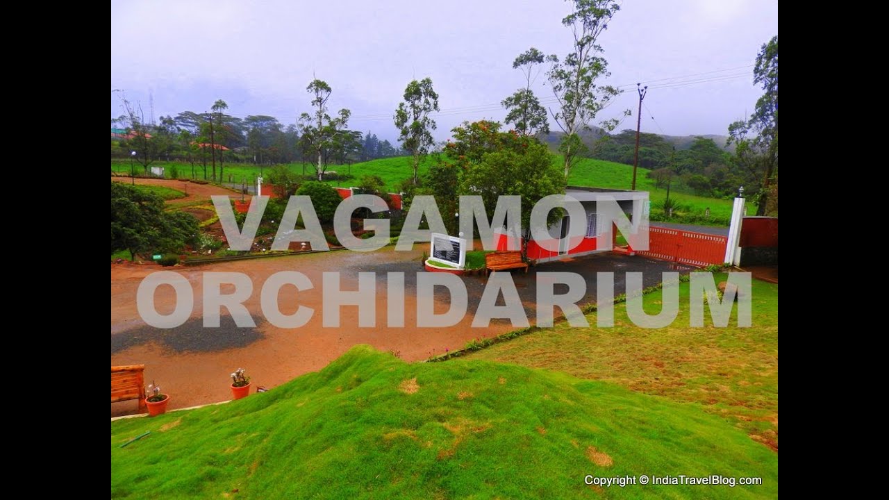 Vagamon Orchidarium: Orchid Garden Vagamon, Kerala