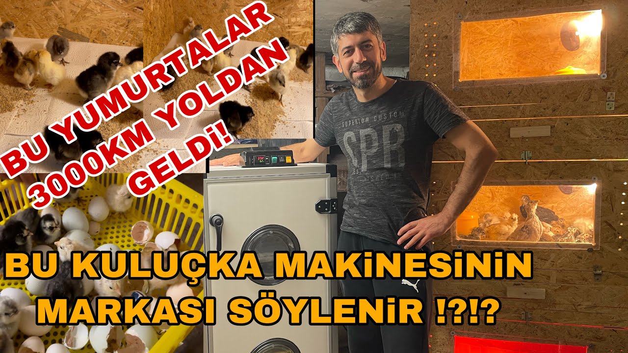 KULUÇKA MAKiNEMiZDE ÇIKIM VAKTi ! iSPENÇ SULTAN VE AMERUACANO CiVCiVLER !
