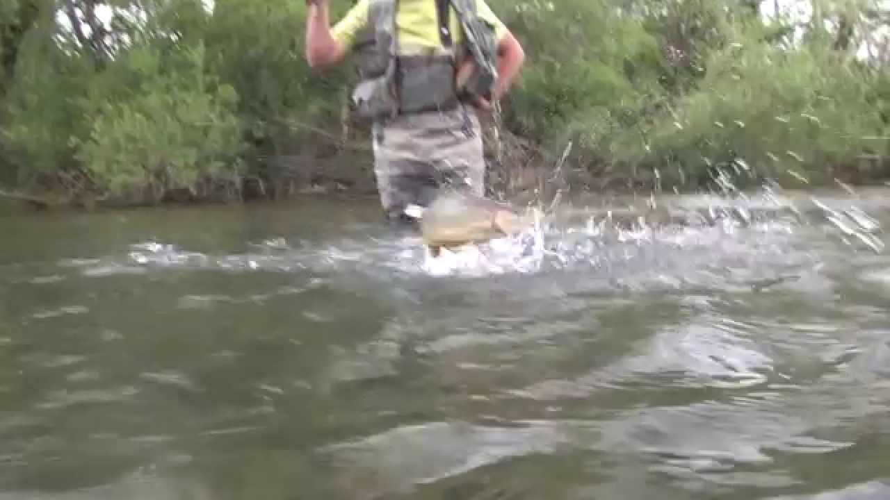 Naturatv - Truchas marmoratas en aguas esmeraldas - Eslovenia- [tráiler]