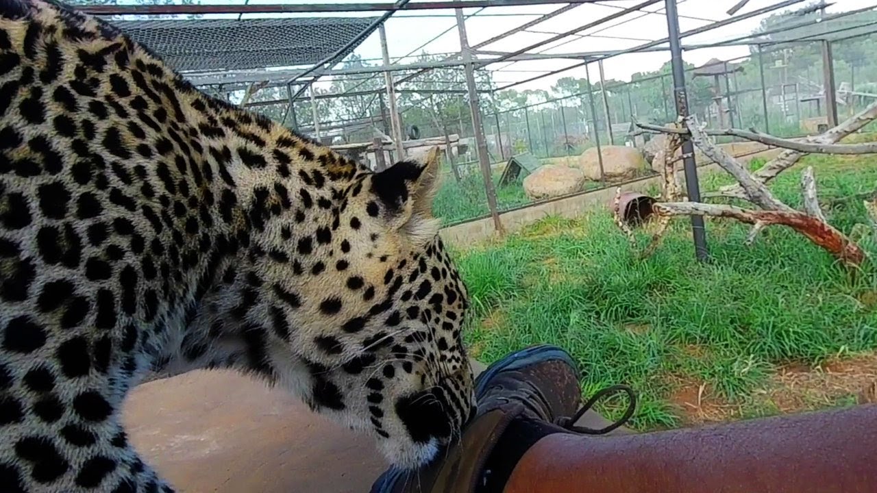 Leopard Cosmo and Cassius my last day part 1