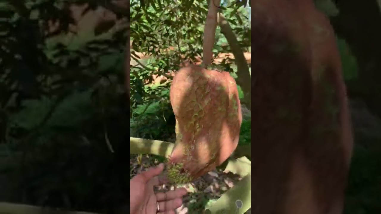 durian monthong fruit with tasty delicious flesh #shorts