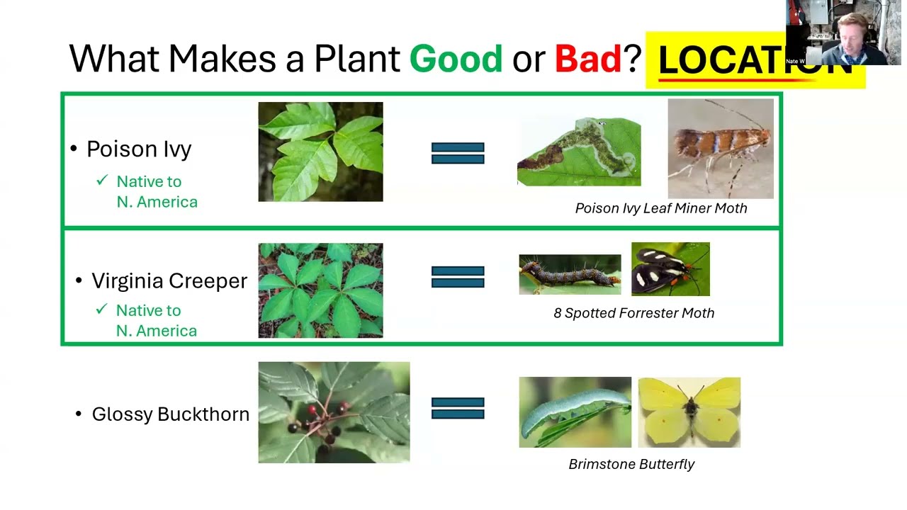 Tackling Backyard Invasives