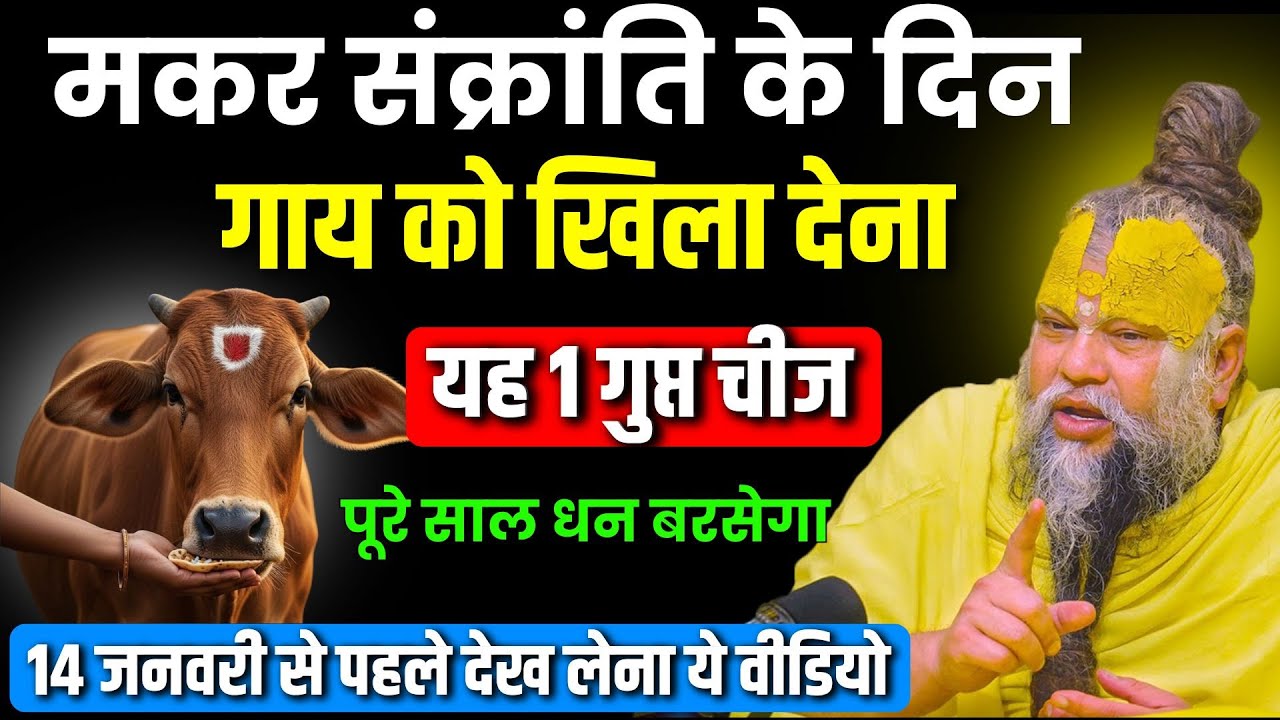 14 जनवरी मकर संक्रांति: गाय को चुपचाप खिला दें यह 1 गुप्त चीज, 7 पुश्ते राज करेंगी | Premanand Ji